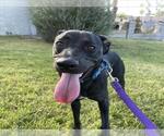 Small Photo #2 Labrador Retriever-Unknown Mix Puppy For Sale in Las Vegas, NV, USA