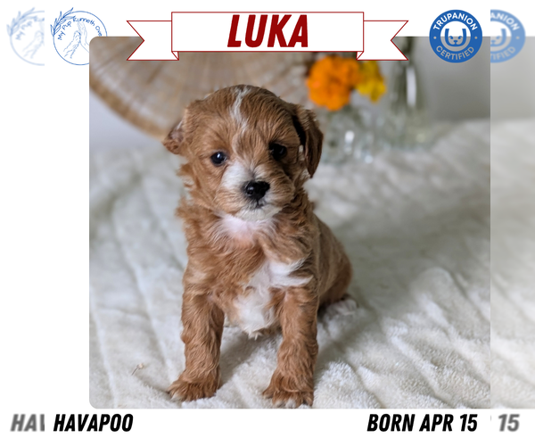 Medium Photo #73 Poovanese Puppy For Sale in GOSHEN, IN, USA