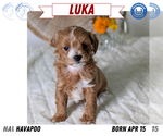 Small Photo #73 Poovanese Puppy For Sale in GOSHEN, IN, USA