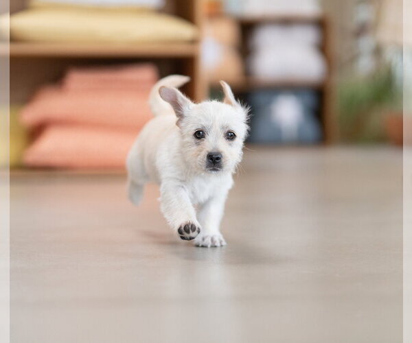 Medium Photo #7 Mutt Puppy For Sale in Marina Del Rey, CA, USA