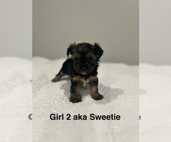 Medium Photo #9 YorkiePoo Puppy For Sale in COVINA, CA, USA