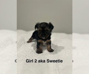 Medium YorkiePoo
