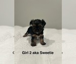 Puppy Sweetie YorkiePoo