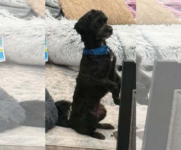 Medium Photo #2 Shih-Poo Puppy For Sale in Binghamton, NY, USA