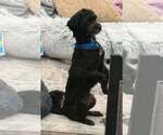 Small #1 Shih-Poo