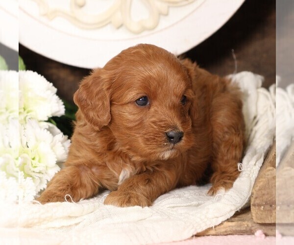 Medium Photo #3 Cavapoo Puppy For Sale in JONES, MI, USA