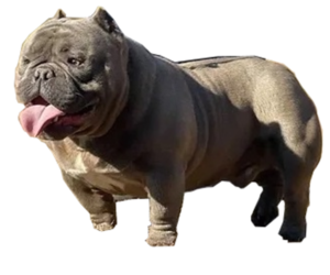 Father of the American Bully puppies born on 05/22/2022