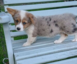 Pembroke Welsh Corgi Puppy for sale in MILTON, WI, USA