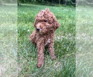 Goldendoodle (Miniature) Puppy for sale in DURHAM, CT, USA