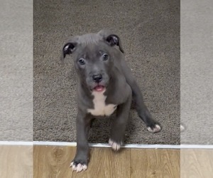 American Pit Bull Terrier Puppy for sale in BOISE, ID, USA