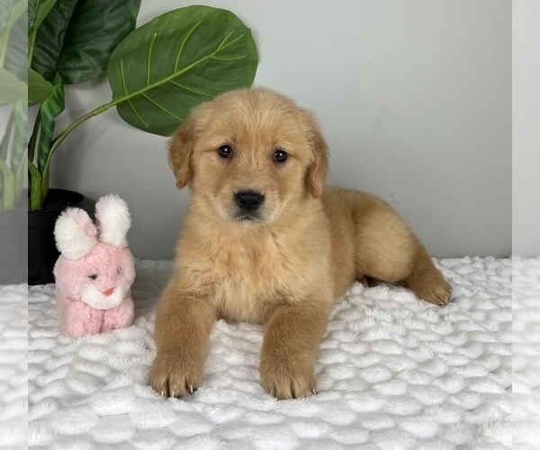 Medium Photo #4 Golden Retriever Puppy For Sale in FRANKLIN, IN, USA