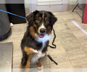 Australian Shepherd-Unknown Mix Dogs for adoption in Grand Prairie, TX, USA