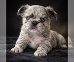 Puppy VIENA French Bulldog