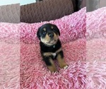 Puppy 4 Australian Shepherd-Rottweiler Mix
