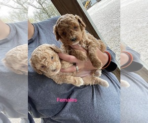 Poodle (Miniature) Puppy for Sale in MUNFORDVILLE, Kentucky USA