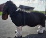 Small #7 Basset Hound