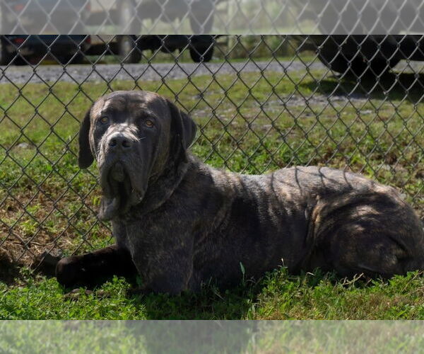 Medium Photo #3 Mutt Puppy For Sale in Abbeville, LA, USA