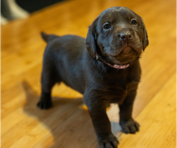 Medium Photo #2 Labrador Retriever Puppy For Sale in NORTH EAST, PA, USA