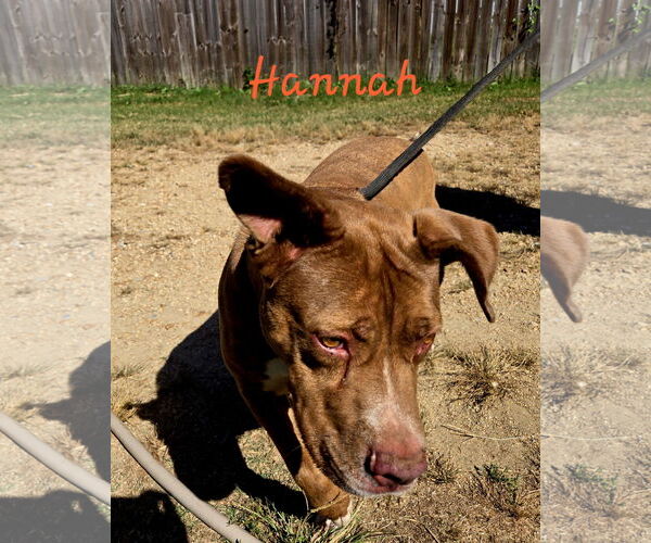 Medium Photo #1 American Staffordshire Terrier-Unknown Mix Puppy For Sale in Jackson, MS, USA