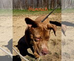 Small American Staffordshire Terrier Mix