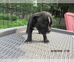 Puppy 3 Faux Frenchbo Bulldog