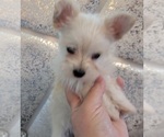 Small Photo #5 Pomeranian-Yoranian Mix Puppy For Sale in HUDDLESTON, VA, USA