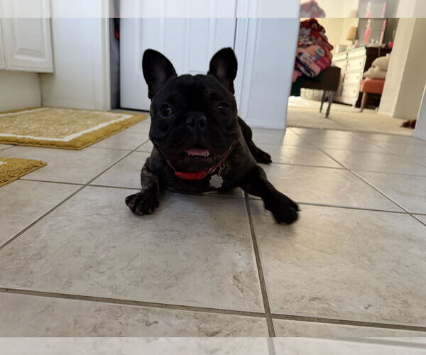Medium Photo #2 French Bulldog-Unknown Mix Puppy For Sale in Studio City, CA, USA