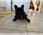 Small #1 French Bulldog Mix