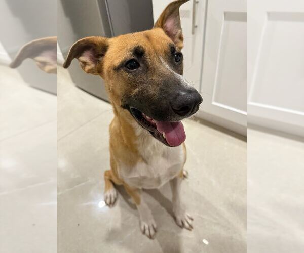 Medium Photo #2 American Staffordshire Terrier-Unknown Mix Puppy For Sale in Brewster, NY, USA