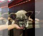 Small #10 French Bulldog