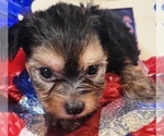 Puppy 7 Yorkshire Terrier