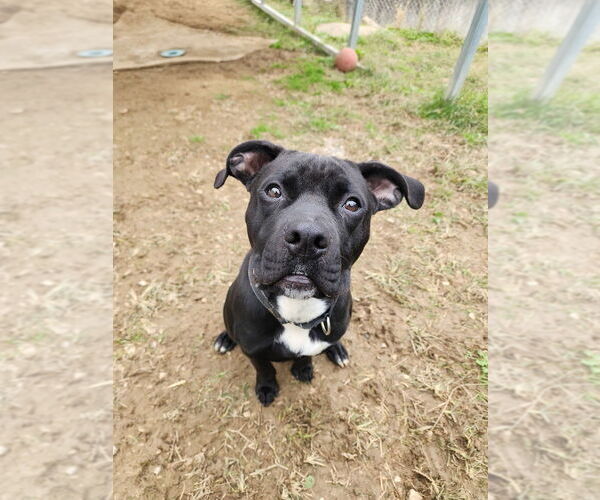 Medium Photo #4 Bullboxer Pit Puppy For Sale in Evansville, IN, USA