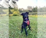 Small #10 Australian Shepherd-German Shepherd Dog Mix