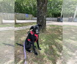 Small Labrador Retriever Mix