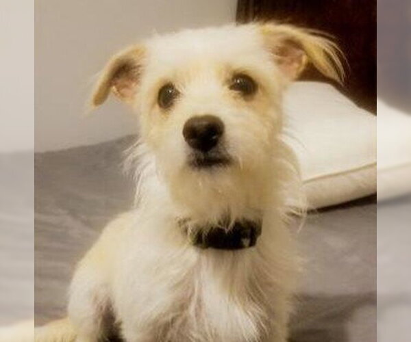 Medium Photo #2 Norfolk Terrier-Unknown Mix Puppy For Sale in HOUSTON, TX, USA