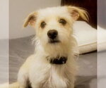Small #1 Norfolk Terrier Mix