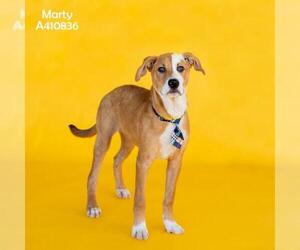 Labrador Retriever-Unknown Mix Dogs for adoption in Conroe, TX, USA