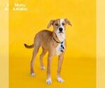 Small Labrador Retriever Mix