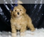 Small Photo #56 Poodle (Toy) Puppy For Sale in WARSAW, IN, USA