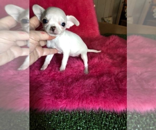 Medium Photo #4 Chihuahua Puppy For Sale in TRACY, CA, USA
