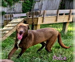 Small #2 Labrador Retriever Mix