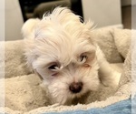 Small Photo #9 Zuchon Puppy For Sale in RENO, NV, USA