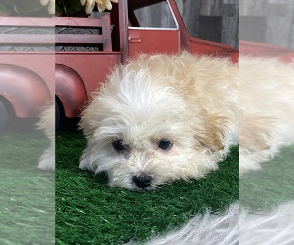Medium Photo #6 Zuchon Puppy For Sale in CANOGA, NY, USA