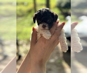 ShihPoo Puppy for sale in LUDLOW, MA, USA