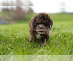 Small Photo #8 ShihPoo Puppy For Sale in WARSAW, IN, USA