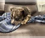 Small Photo #57 American Bully Puppy For Sale in REESEVILLE, WI, USA