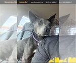 Small #5 American Staffordshire Terrier Mix