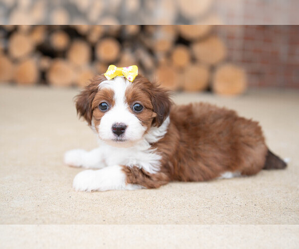 Medium Photo #1 Havanese Puppy For Sale in NORTH LAWRENCE, OH, USA
