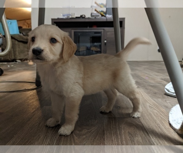 Medium Photo #6 Golden Retriever Puppy For Sale in SPENCER, TN, USA