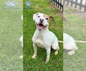 Staffordshire Bull Terrier Dogs for adoption in Sugar Land, TX, USA